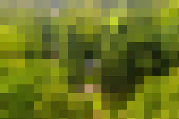 Beverborgsweg 10 Beuningen thumbnail 8