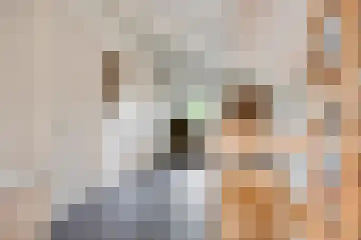 Beverenlaan 8 Roosendaal thumbnail 31