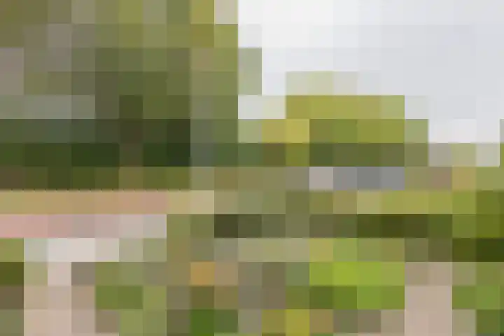Bevert 64 Vroomshoop thumbnail 29
