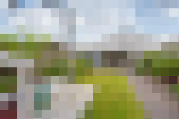 Bevert 64 Vroomshoop thumbnail 9