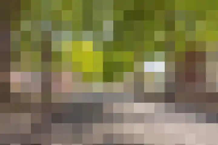 Beverweg 17 Breda thumbnail 30