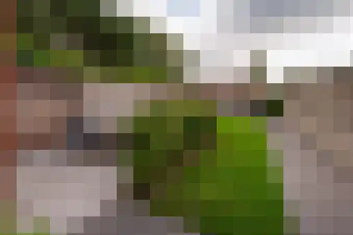 Bevrijdingstraat 11 Ossendrecht thumbnail 4