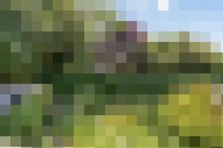 Bezembinder 32 Groesbeek thumbnail 27