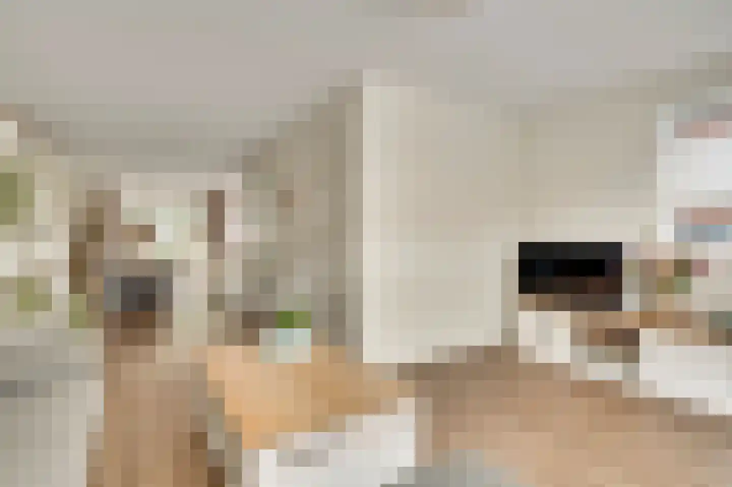 Bezembinder 7 Nederweert thumbnail 15