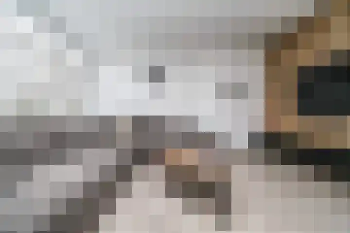 Bichon van IJsselmondelaan 18 Rotterdam thumbnail 5