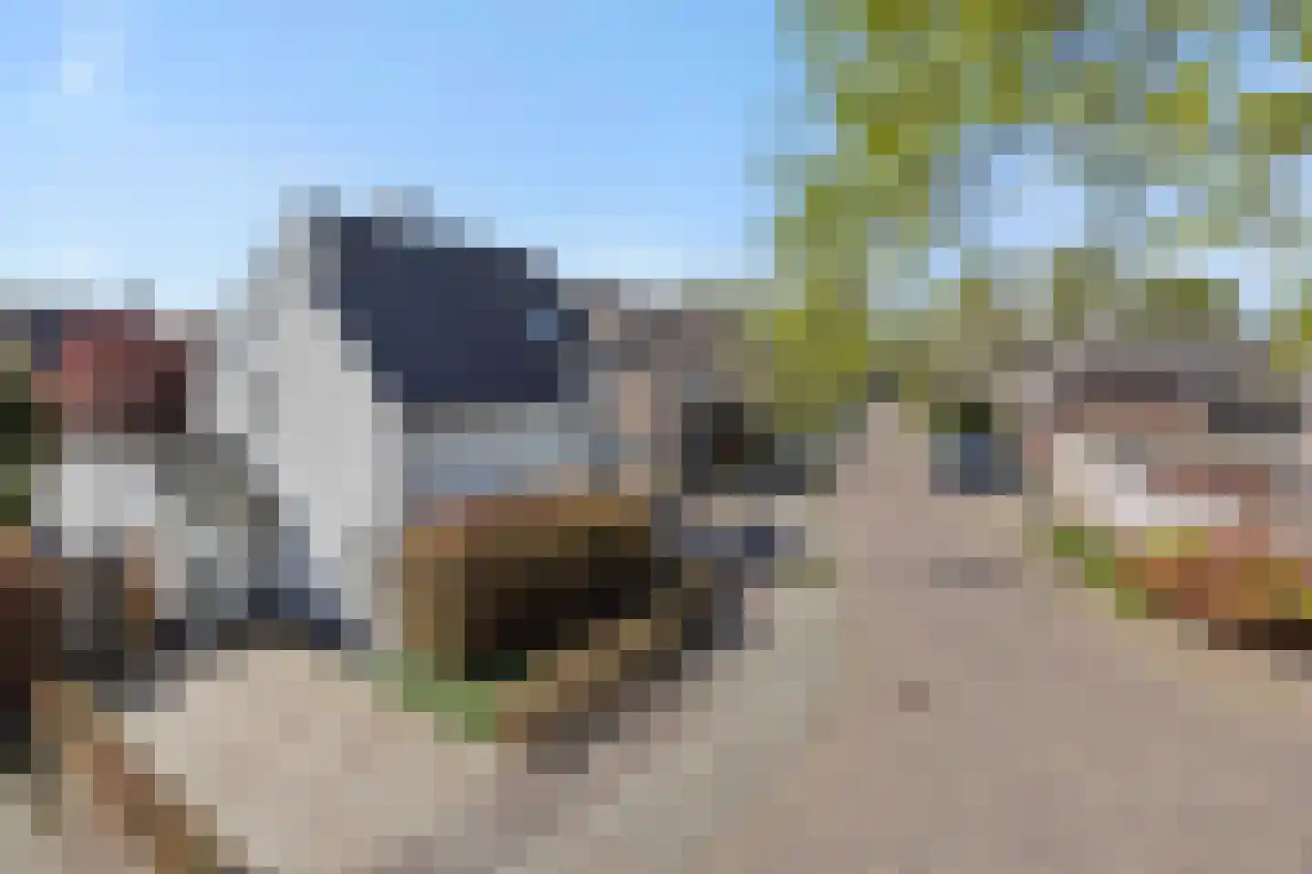 Biecamp 14 Heesch thumbnail 63