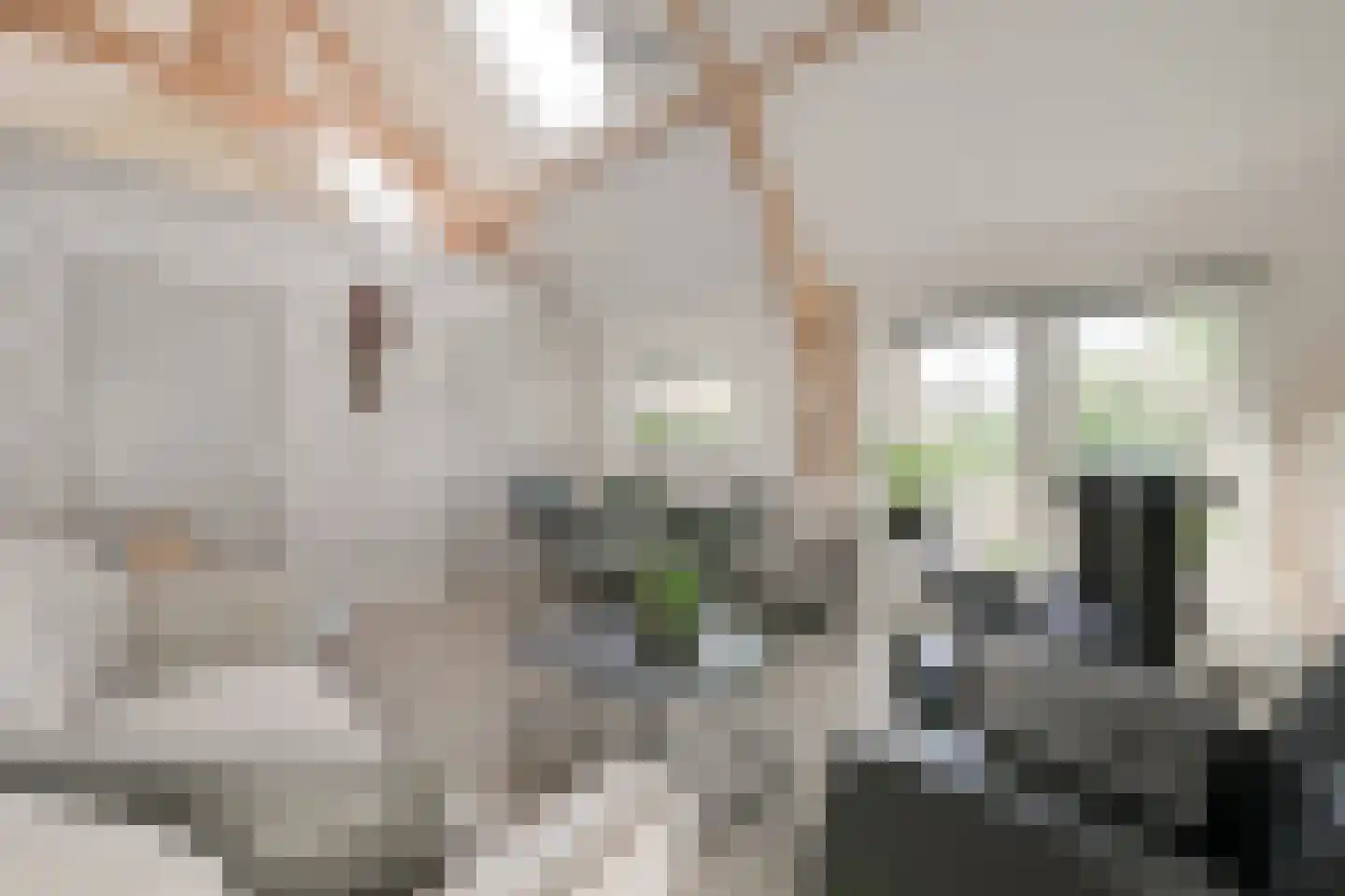 Bielemansdijk 28 Halle thumbnail 72