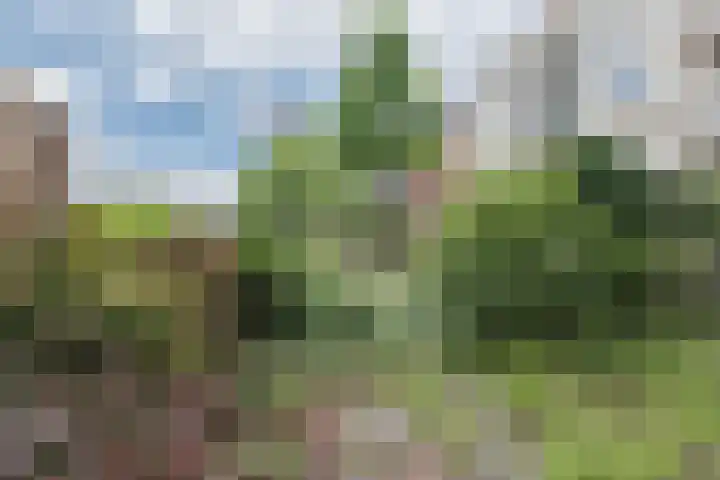 Bielzen 6 Heerenveen thumbnail 9