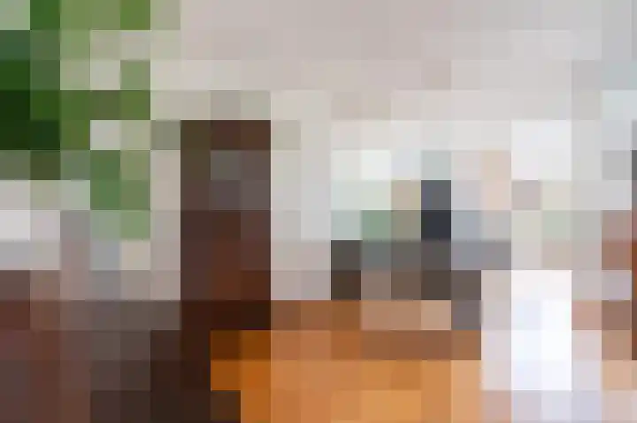 Bierbrouwershorst 312 Apeldoorn thumbnail 4