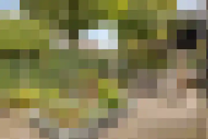 Biesbongerd 24 Kesteren thumbnail 38