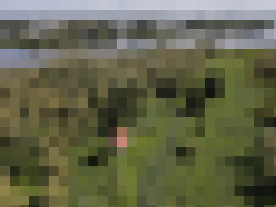 Biesbosch 18 Drimmelen thumbnail 10