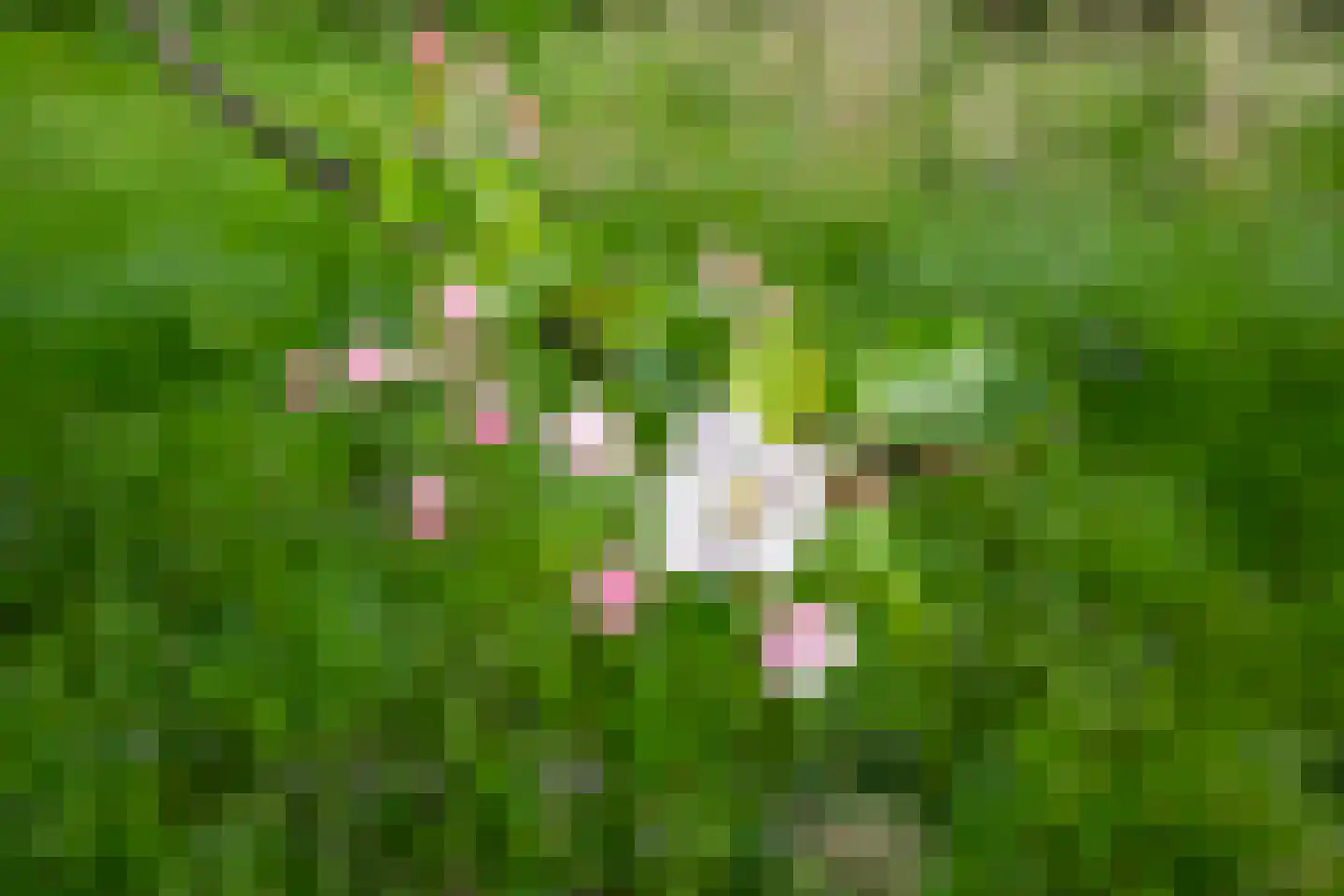 Biesbosch 32 Drimmelen thumbnail 39