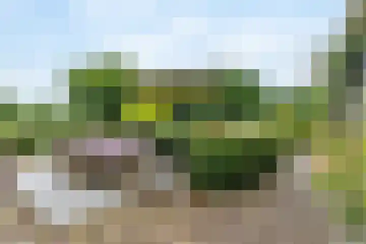Biesbosch 4 Chaam thumbnail 66