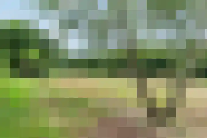 Biesbosch 4 Chaam thumbnail 78