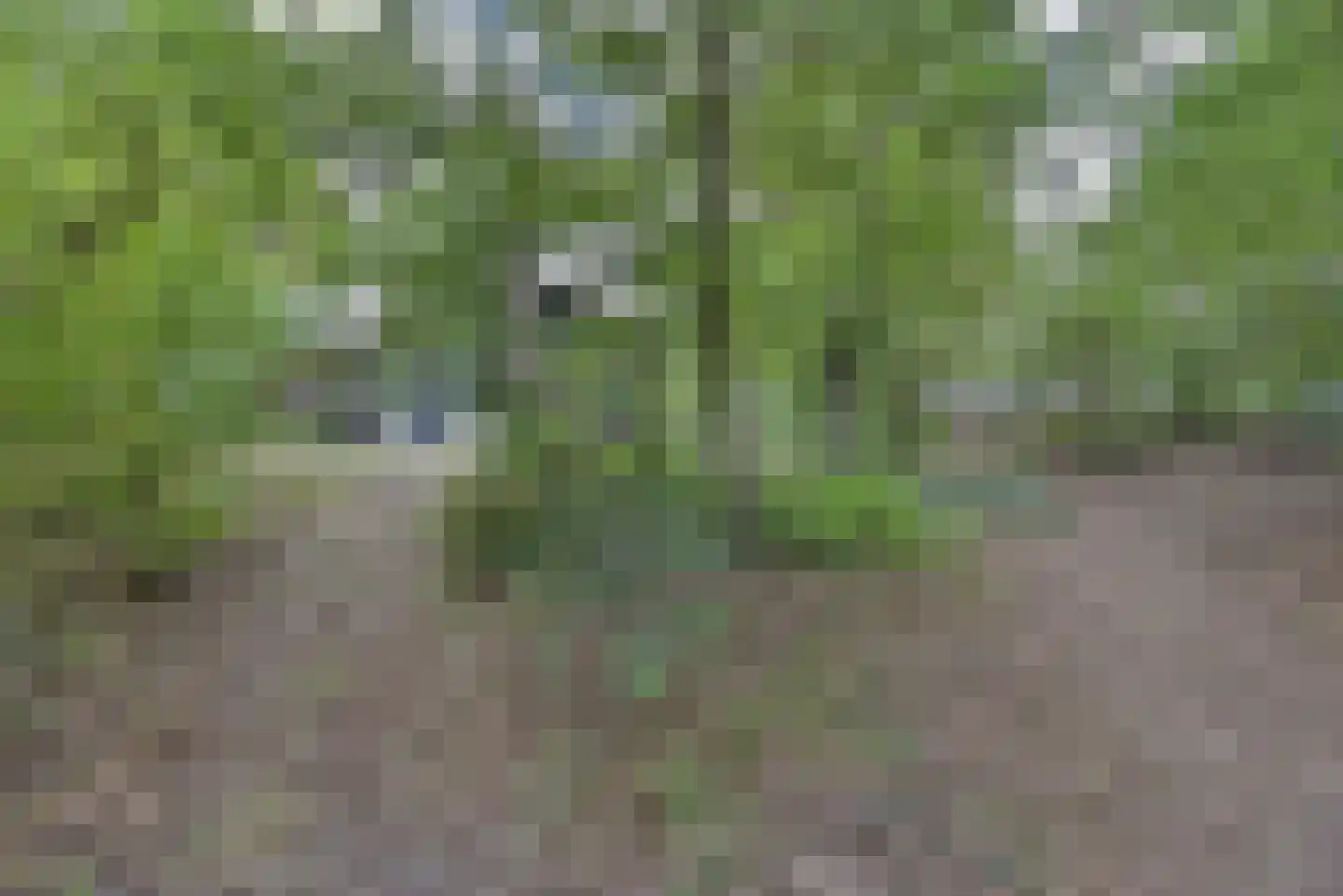 Biesdeel 4 42 Vlierden thumbnail 22