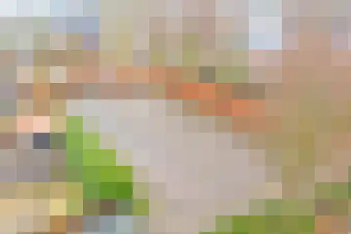 Bieselaar 26 's Gravenmoer thumbnail 42