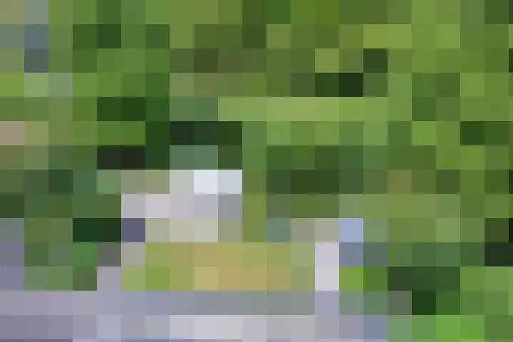 Bieslook 10 Oisterwijk thumbnail 32