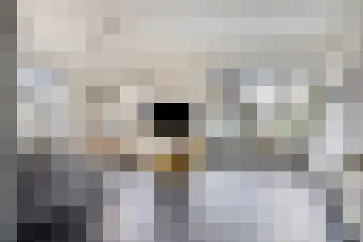 Bieslook 14 Noordscheschut thumbnail 6