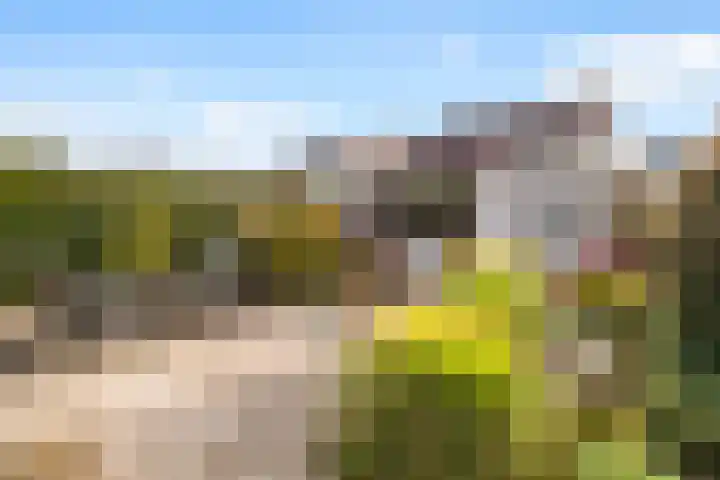 Bieslook 2 Dronten thumbnail 20