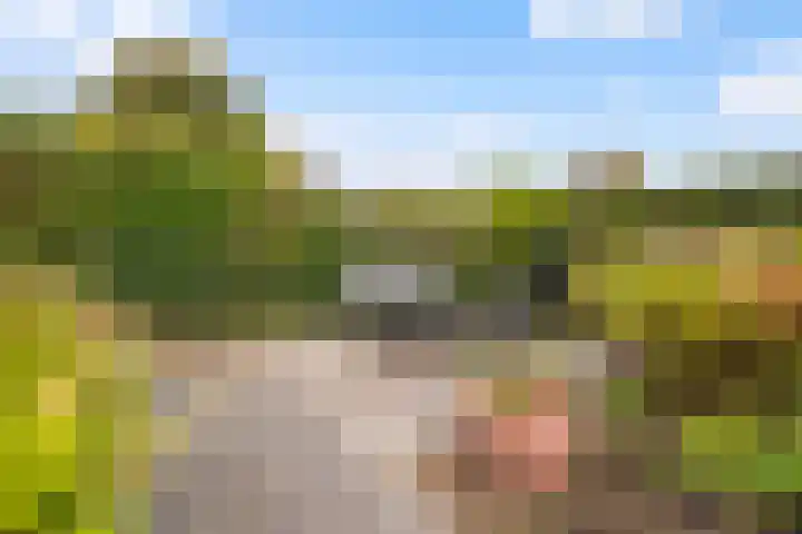 Bieslook 2 Dronten thumbnail 22