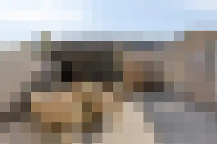 Bieslook 23 Oisterwijk thumbnail 27
