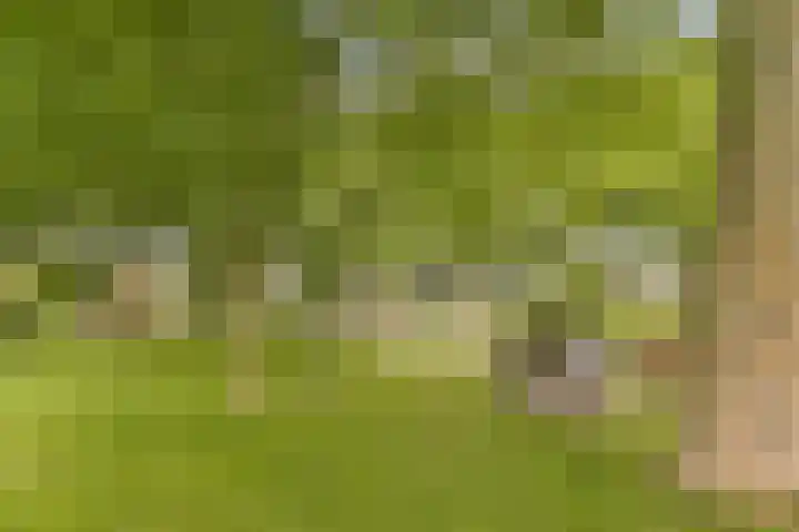 Bieslook 25 Uithoorn thumbnail 20