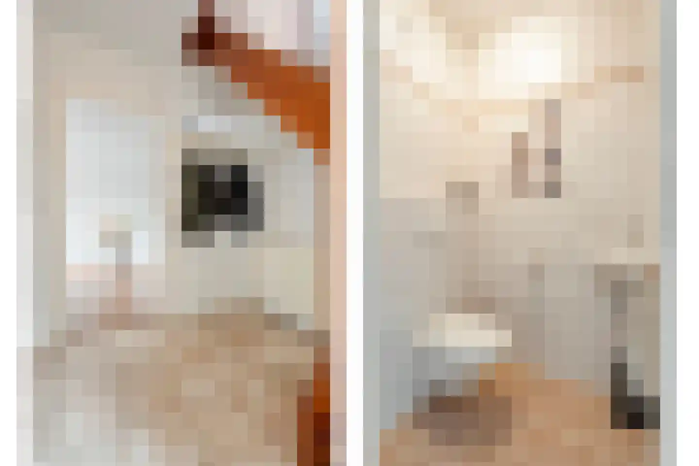 Bieslook 4 Noordscheschut thumbnail 4