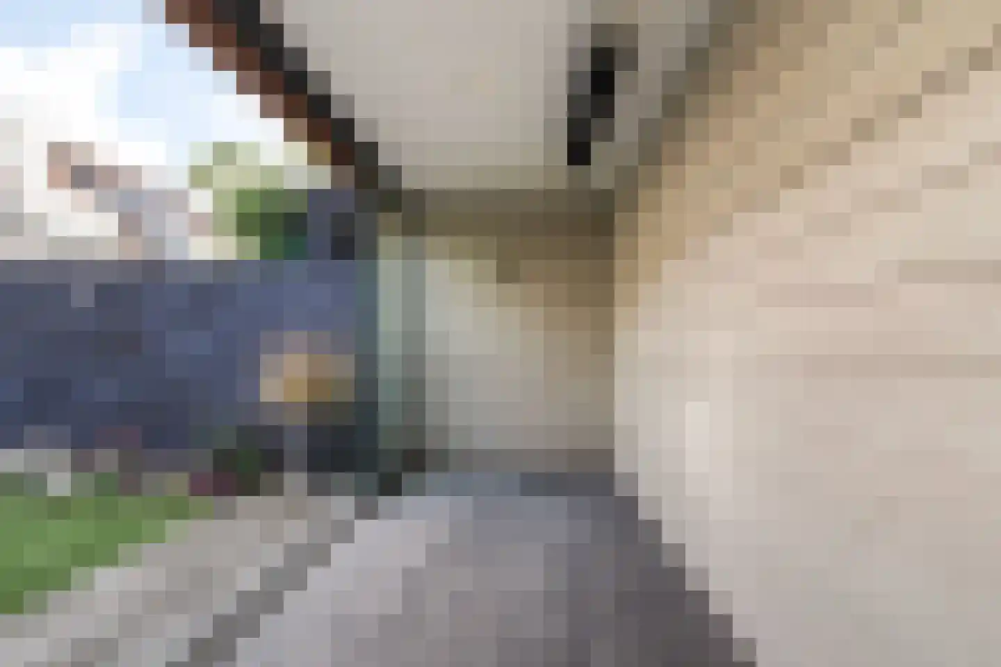Bieslook 49 Oisterwijk thumbnail 46