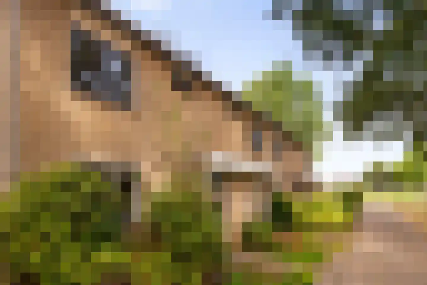Bieslookveld 41 Doetinchem thumbnail 5