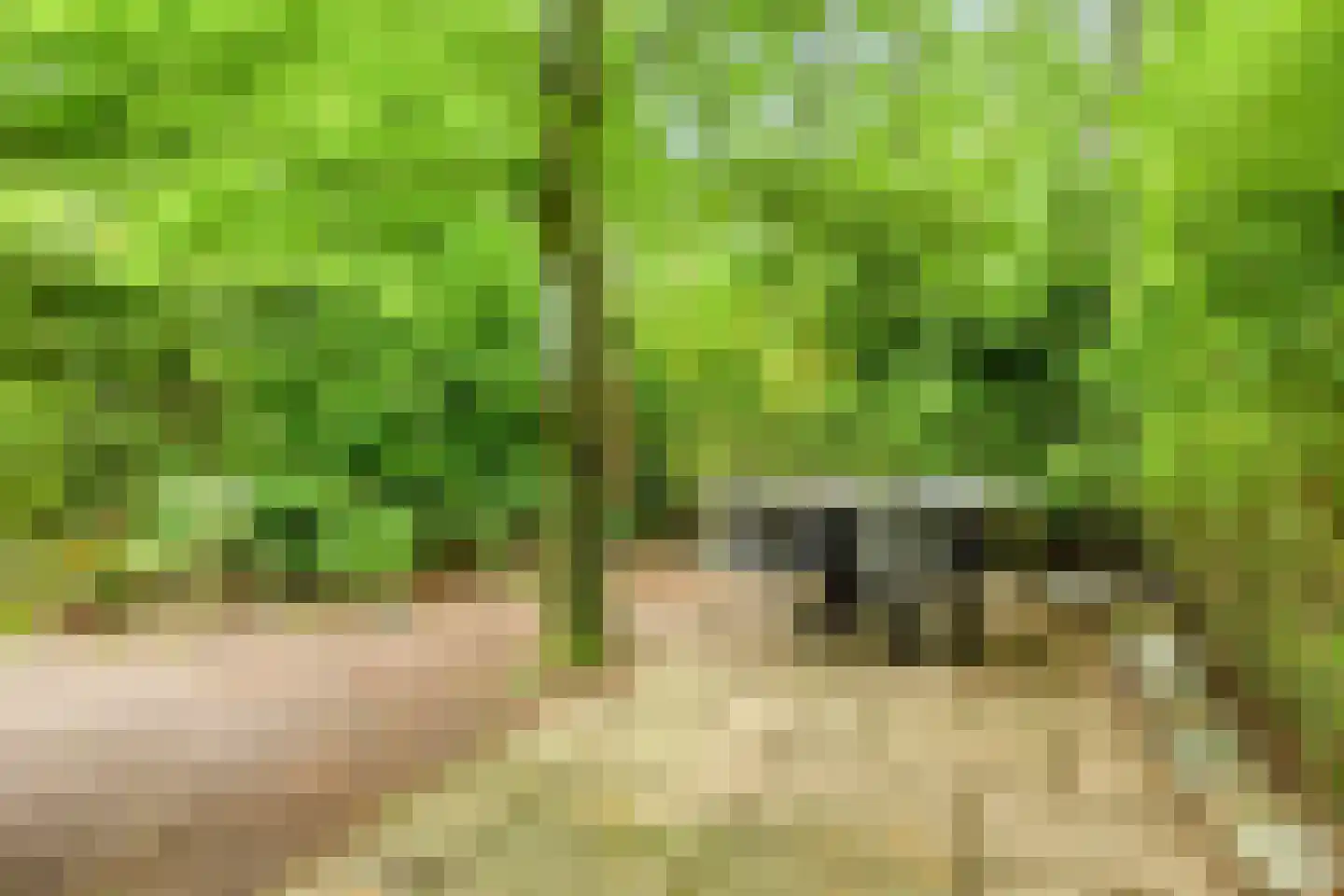 Biesseltsebaan 30 0014 Groesbeek thumbnail 34