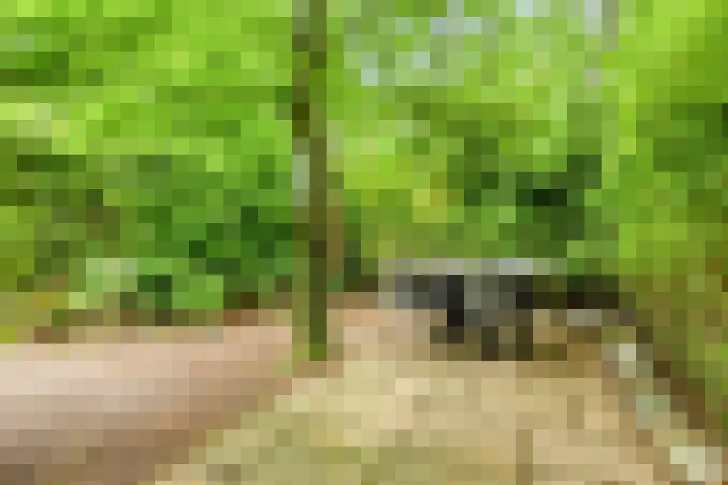 Biesseltsebaan 30 0014 Groesbeek thumbnail 35