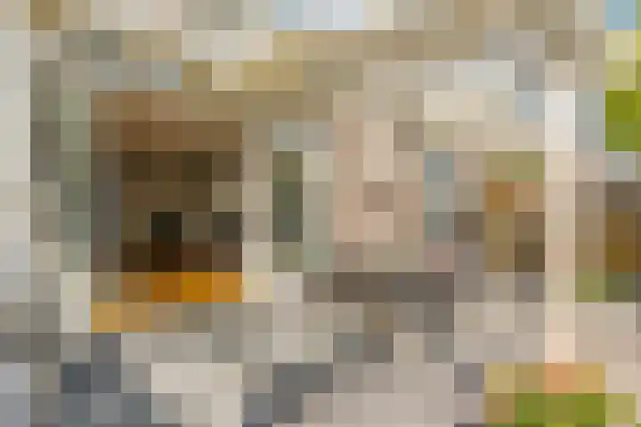 Biesterlaan 100 Schalkwijk thumbnail 52