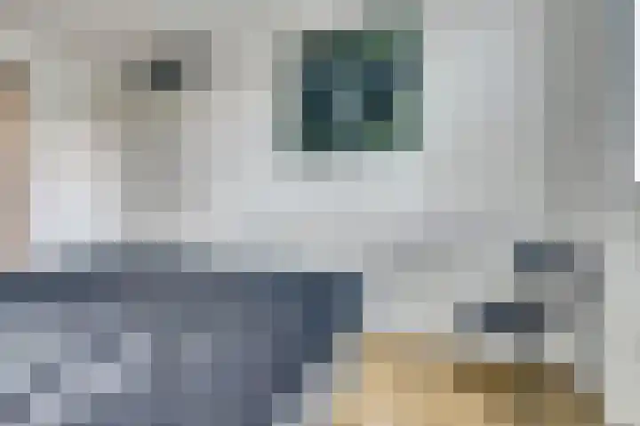 Bieze 21 Vinkel thumbnail 18