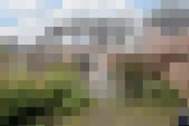 Biezelaar 4 Rijen foto 2
