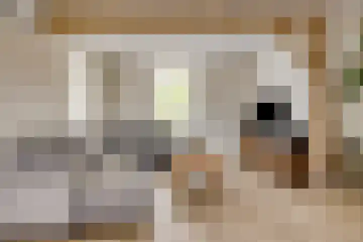 Biezendijk 34 Veghel thumbnail 12