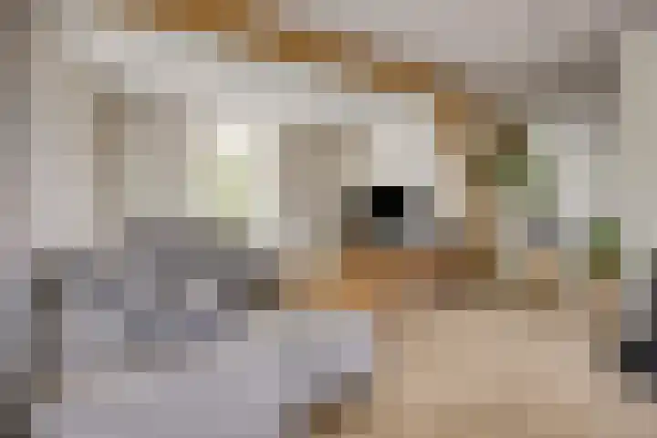 Biezendijk 34 Veghel thumbnail 13