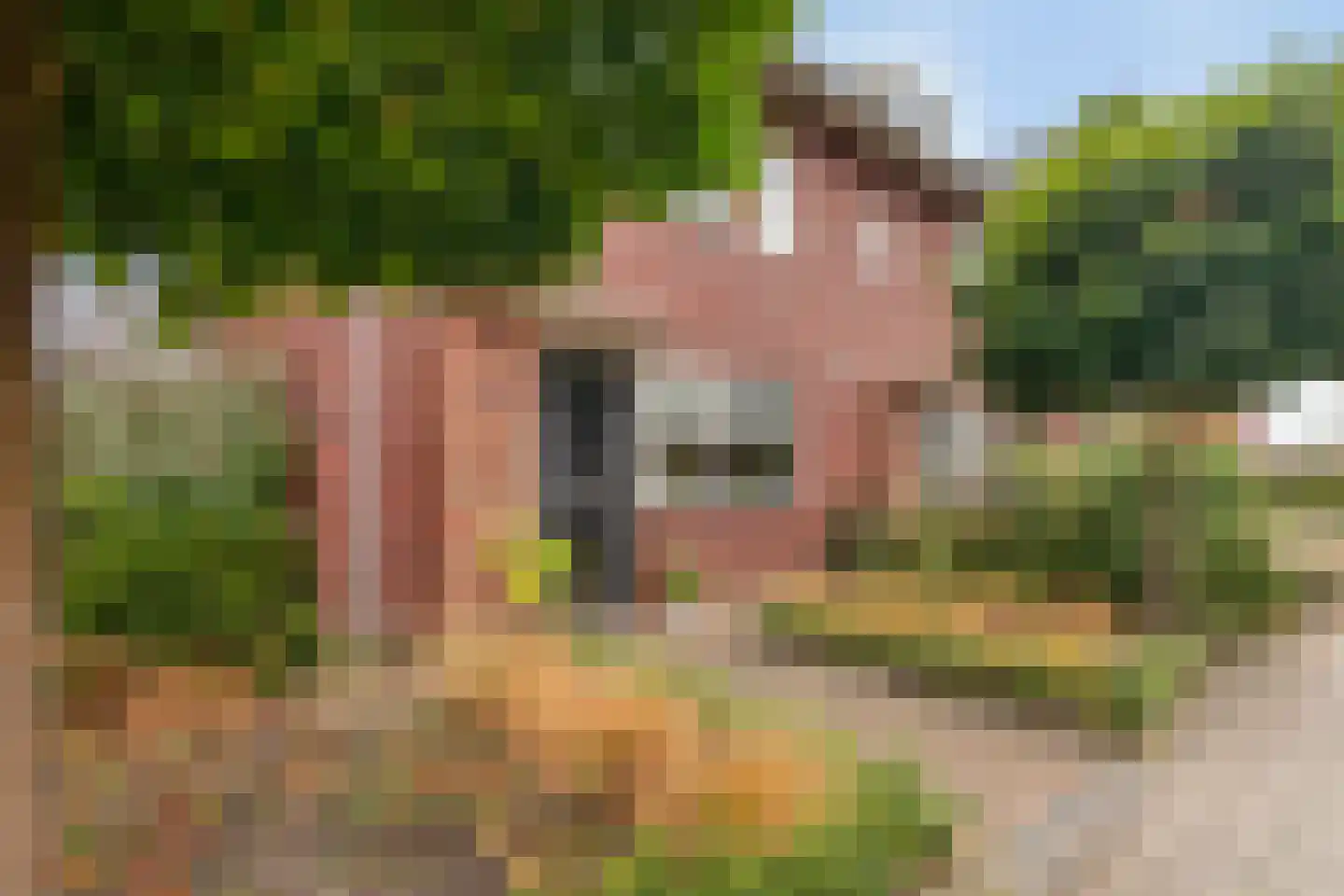 Biezenkamp 7 Wapenveld thumbnail 33