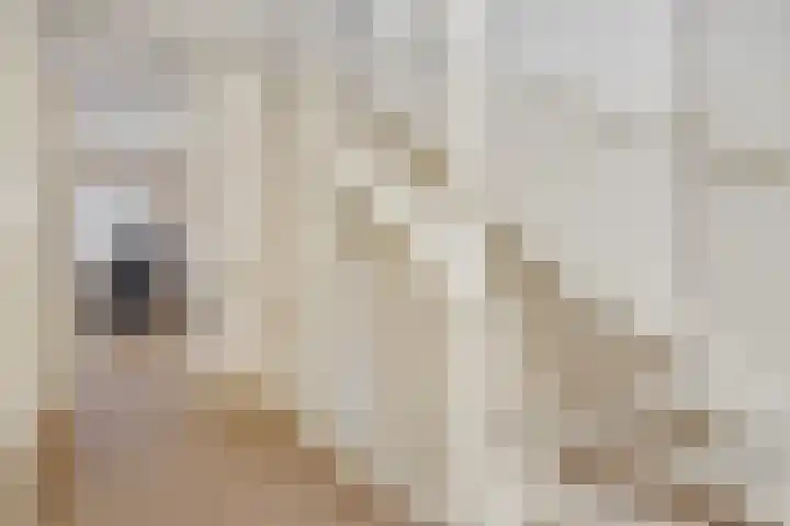 Biezenloop 27 Heesch thumbnail 15