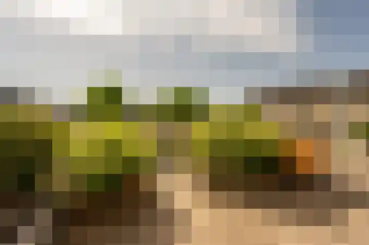 Biezensnijder 3 Puttershoek thumbnail 29