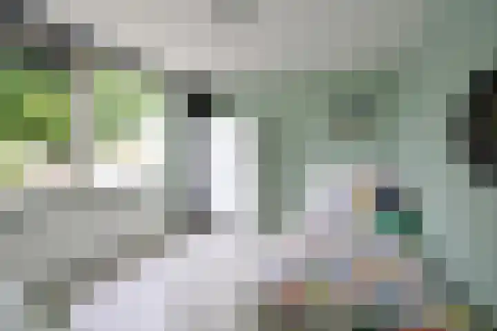 Biggekruid 3 Huizen thumbnail 10