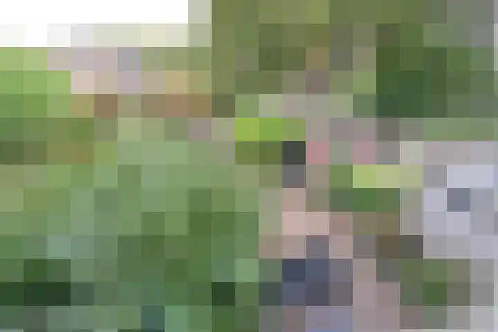 Biggekruid 3 Huizen thumbnail 15