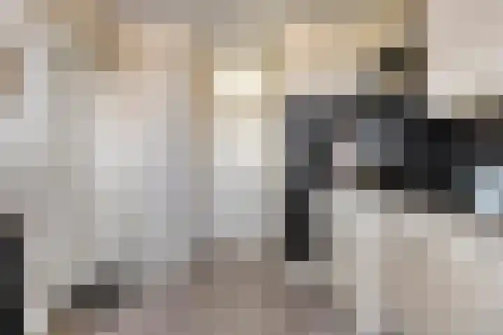 Bijendonk 17 Maasbree thumbnail 9