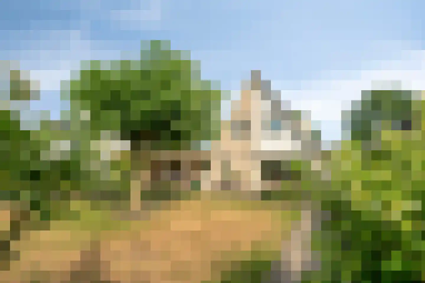 Bijenkorf 60 Eerbeek thumbnail 38