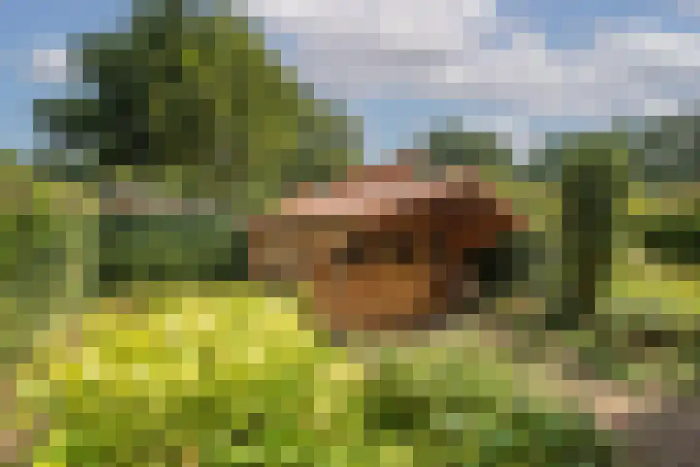 Bijenlaan 4 Weerselo thumbnail 28