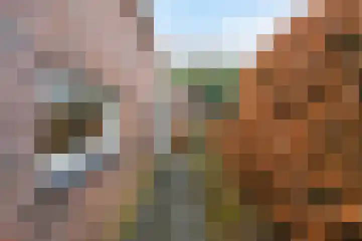 Bijenlaar 20 Bavel thumbnail 33