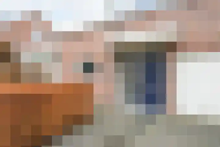 Bijenlaar 20 Bavel thumbnail 9