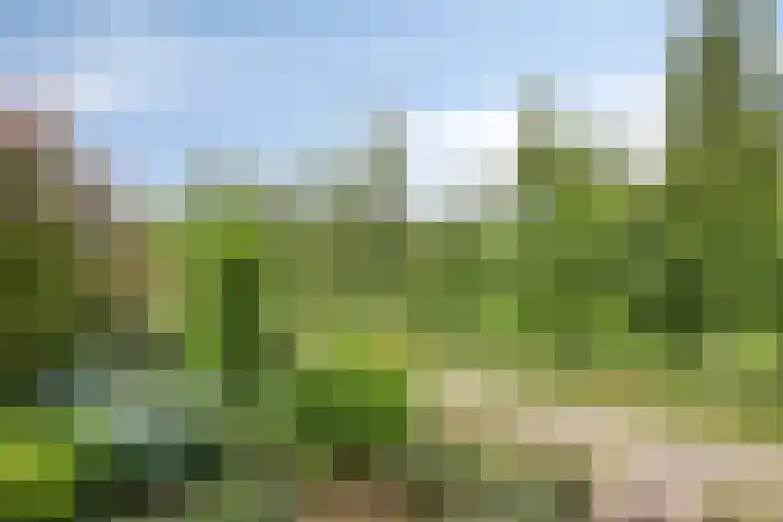 Bijenveld 14 Asten thumbnail 98