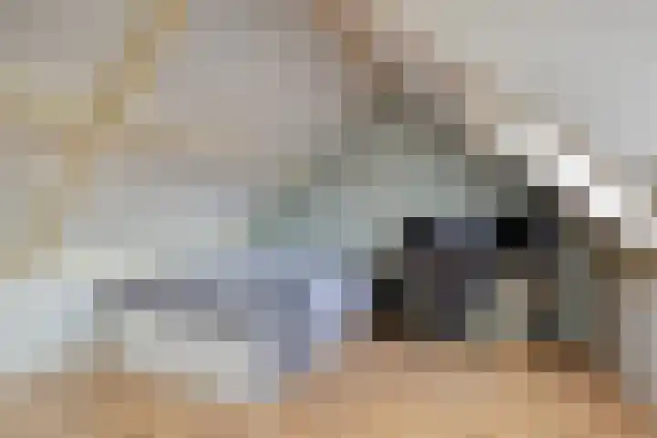 Bijenweide 19 Etten-Leur thumbnail 39
