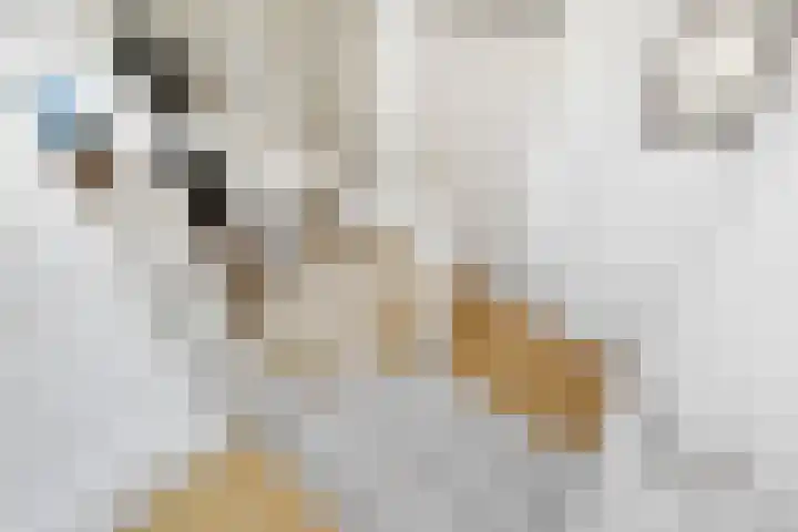 Bijlander 20 Woerden thumbnail 36