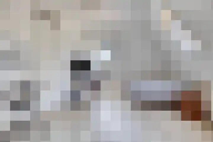 Bijltjesstraat 2 Wernhout thumbnail 32